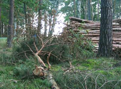 holz1.jpg